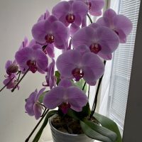 2020年4月蘭の花