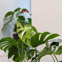PXL_20210627_023115510