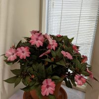 PXL_20220619_024043127